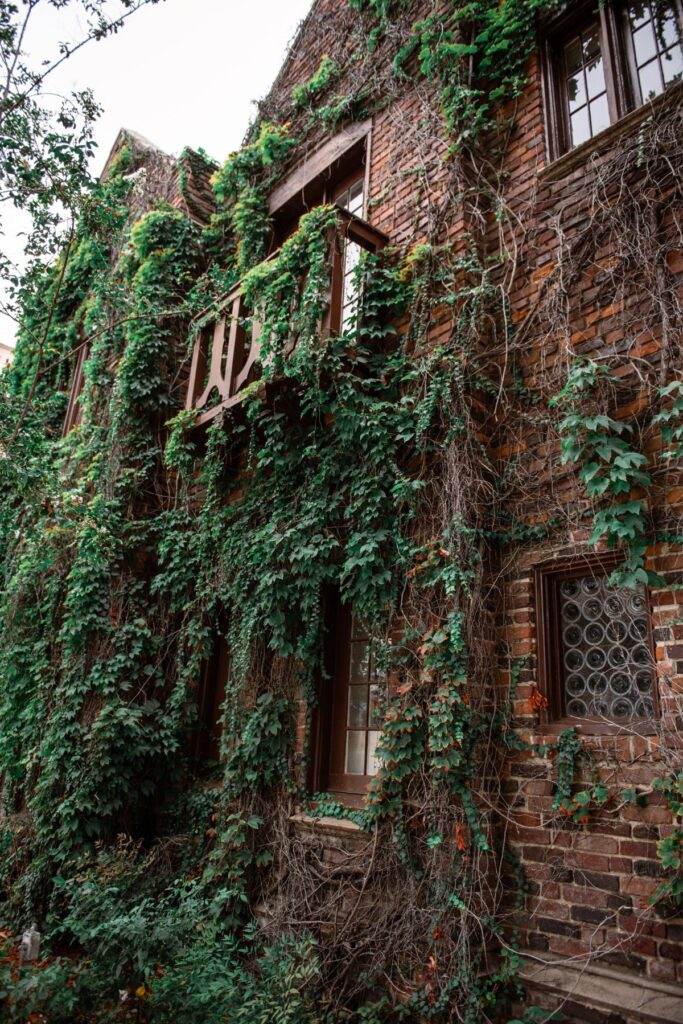 A double-story old brick building with lots of green vines growing on the walls.